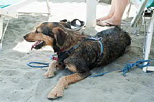 Urlaub mit Hund auf der Insel Korsika
